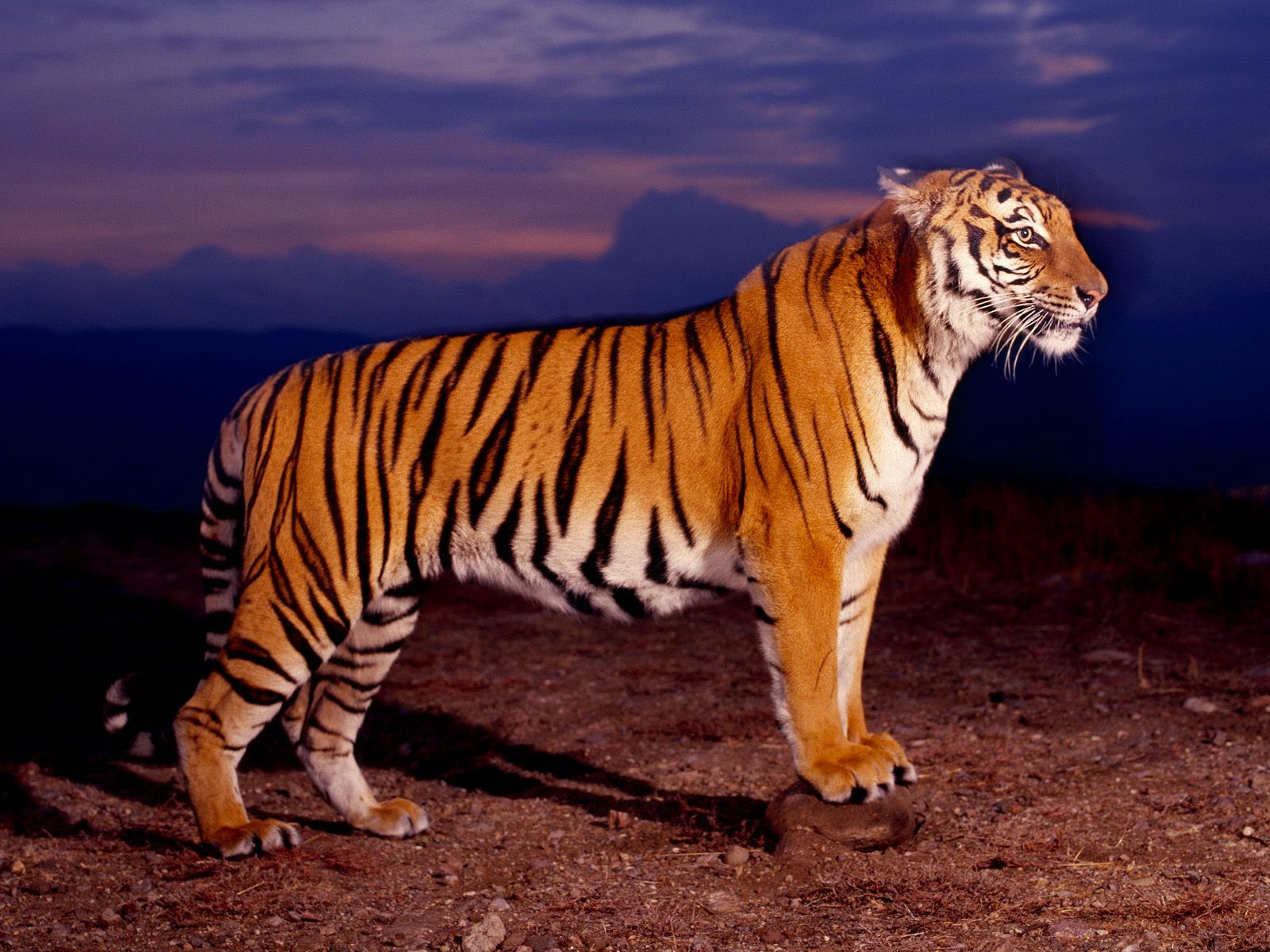Bengal Tiger Tiger Pictures Tiger Wallpaper Tiger Images Riset